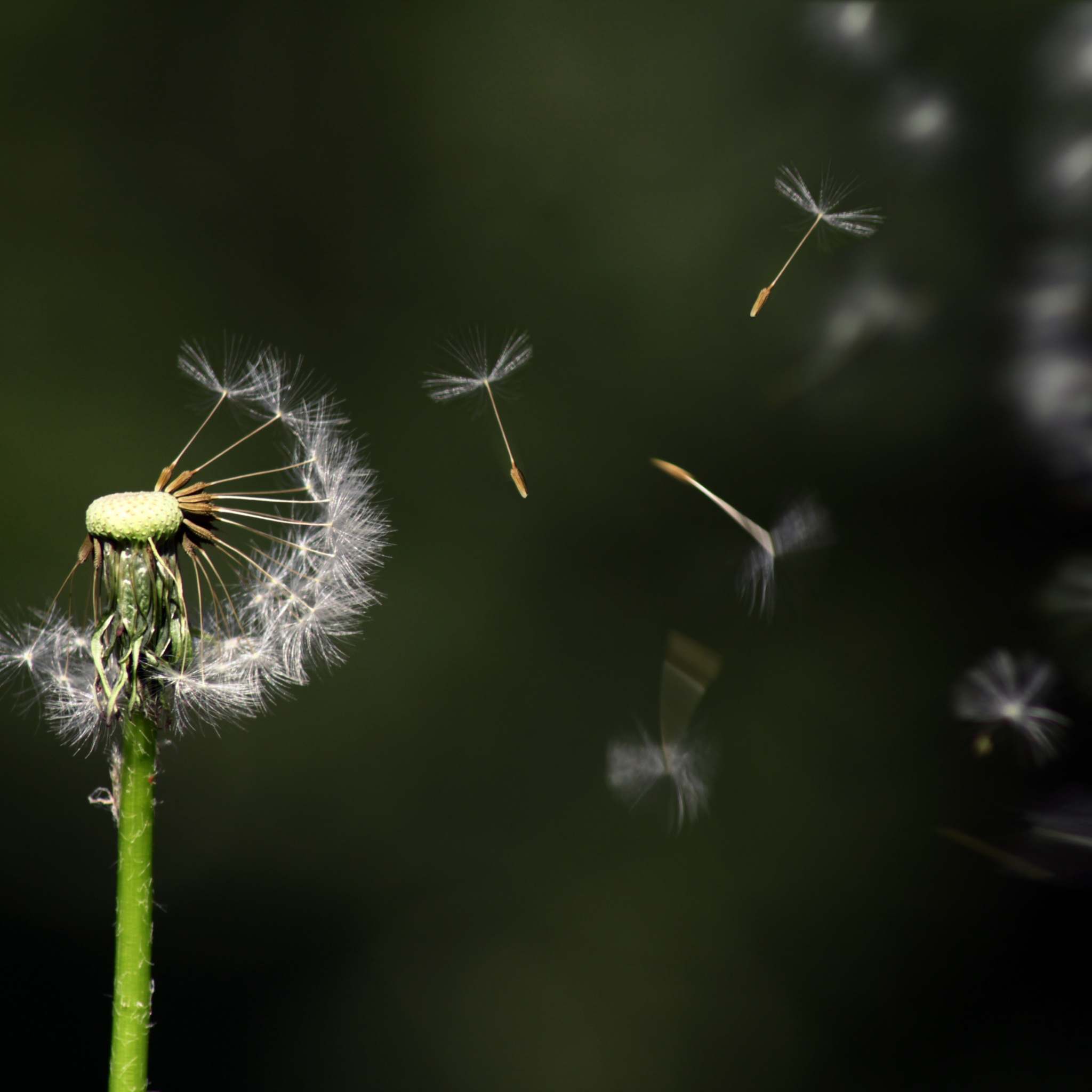 hay fever caused by airborne pollen