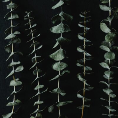 Eucalyptus Essentiële Olie - Frisse energie en ademhaling in elke druppel - Bild 3