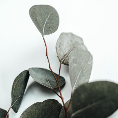 Alternative view of Eucalyptus Essentiële Olie - Frisse energie en ademhaling in elke druppel