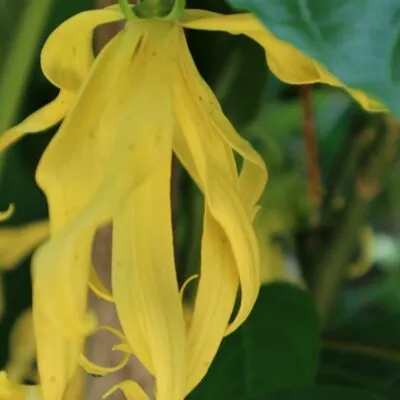 Ylang Ylang Essentiële Olie - Exotische luxe en diepe ontspanning - Image 3
