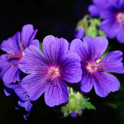 Alternative view of Geranium Essentiële Olie - Balans en harmonie in elke druppel