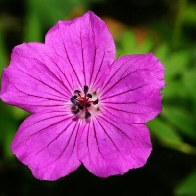 Geranium Essentiële Olie - Balans en harmonie in elke druppel - Image 3