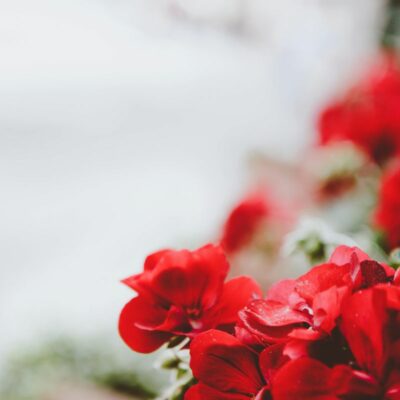 Geranium Essential Oil - Balance and harmony in every drop